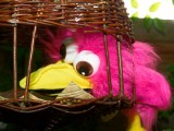 2008-05-16 Pink bird