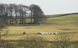 Sheep gathering, Trawden