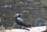 Jackdaw on wall - Cashel.jpg