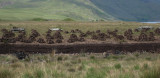 Peat Harvest.jpg