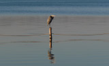 Heron on a stick.jpg
