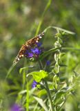 Painted lady - tidselsommerfugl