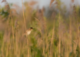 reed warbler