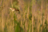 reed warbler