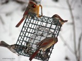 Cardinals, Sparrow, Carolina Wren