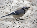 Eastern Bluejay