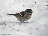 Chipping Sparrow...?