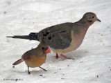 Female Cardinal, Mourning Dove