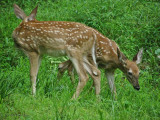 Whitetail Deer in WV ~ 2010