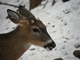 Whitetail Deer in WV ~ 2010