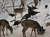 Whitetail Deer in WV ~ Jan 2011
