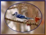 <b>Blue Jay</b><br>12-03-2005