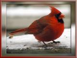 <b>Male Cardinal</b><br>12-09-2005