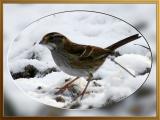 <b>White Throated Sparrow</b><br>12-13-2005