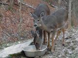 <b>Cleo and her Fawn</b><br>12-19-2005