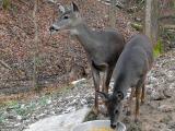 <b>Queenie, her Fawn, and Precious (by the creek)</b><br>12-20-2005