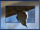 Nuthatch...see why they are called assups?