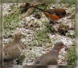 Doves and Female Rufous Sided Towhee
