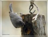 Tufted Titmouse