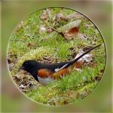 Male Rufous Sided Towhee