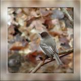 Eastern Phoebe