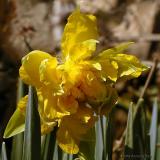 Van Sion Daffodil, Mar 30th