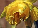 Van Sion Daffodil, extreme closeup