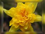 Van Sion Daffodil, Apr 5th