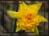 Van Sion Daffodil, OOF, Apr 5th