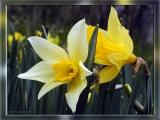 Two Different Daffodils, 2 WY & 1YY, Apr 5th