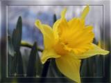 Windy Day Daffodil,1 Y Y, Apr 5th