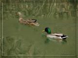 Mallard Ducks, 4/12/06