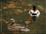 Mallard Ducks, 4/12/06