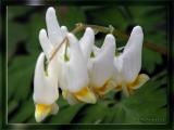 Dutchmans Breeches