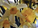 Close up of Daffodil Bouquet, Apr 9th