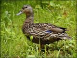 Mallard Ducks, Snapper, Tadpoles ~ May 19-June 8