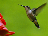 Female Hummingbird