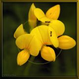 Ants on Birdsfoot Trefoil