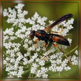 Paper Wasp on Queen Annes Lace