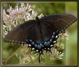 Eastern Tiger Swallowtail (female) on Joe Pye Weed