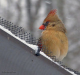 Female Cardinal