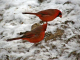 Male Cardinals