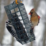 Male Downy Woodpecker, Female Cardinal