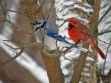 Eastern Bluejay, Male Cardinal