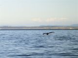 40-whale watching -DSCN0960 (10).jpg