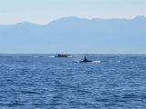 40-whale watching -DSCN0960 (19).jpg