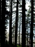 China Beach-view of water through trees-DSCN1289.jpg