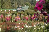 Garden-Butchart Gardens-DSCN0094.JPG