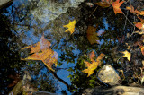 Mountain Fall (Huachuca Mountains)