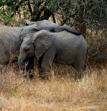 Elephants At Play